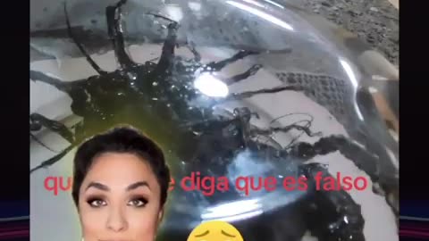 Panama Meteorite Alien Update-The Beginning of the End