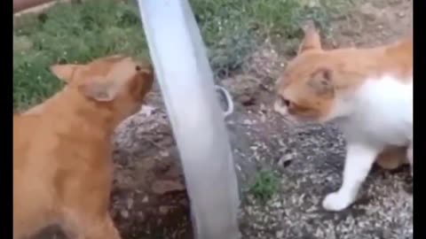 new funny animals best moments 26 #shorts #cats #dogs #pets