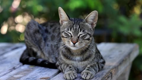 Cute Animal Ep38