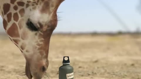 Animal battle for the prize
