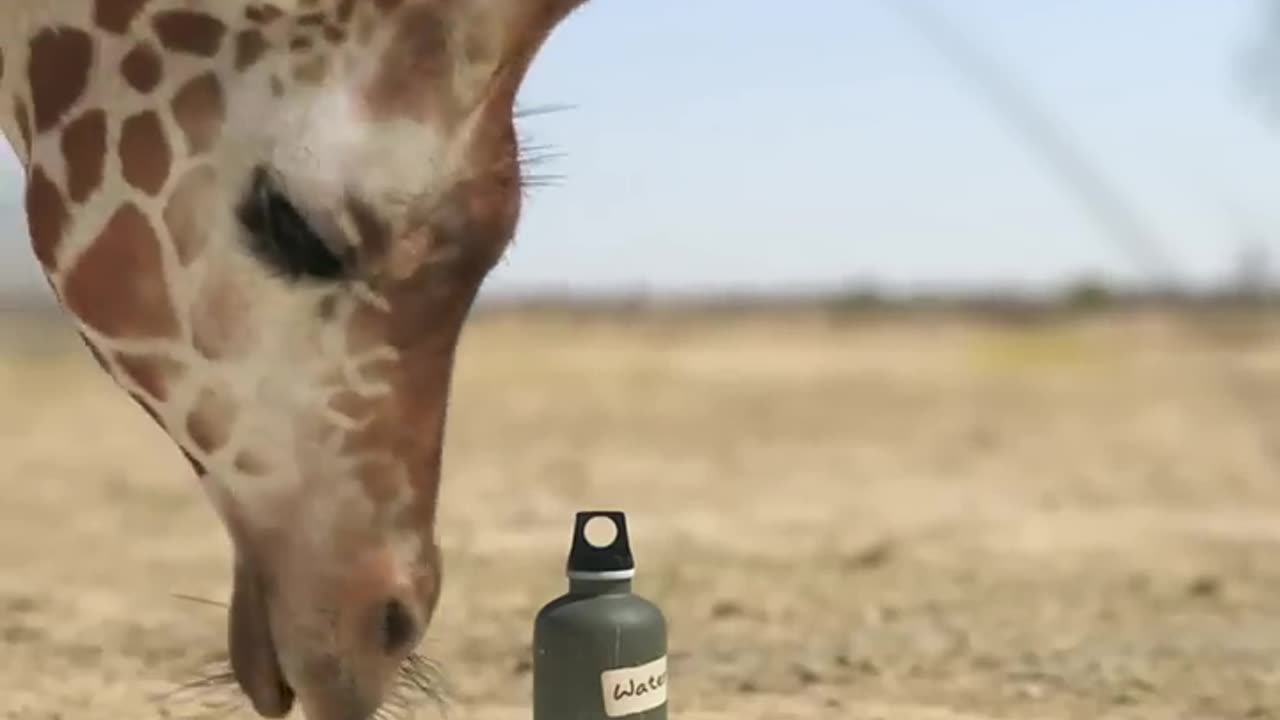 Animal battle for the prize