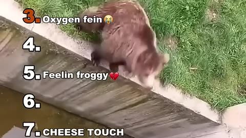 Funny animals