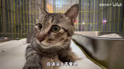 When Adopting a Cat, Always Go for the Classic Breeds!