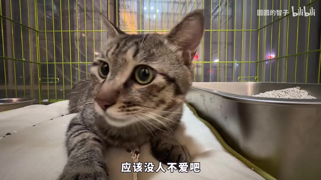 When Adopting a Cat, Always Go for the Classic Breeds!