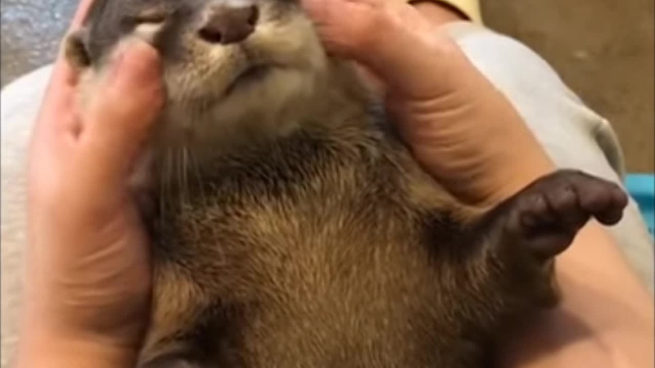 Dog very cyut video 🧐🙂😀👌