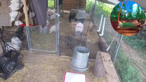 Chicken Live Stream