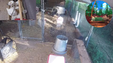 Chicken Live Stream