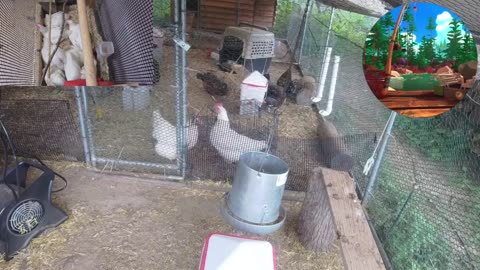 Chicken Live Stream