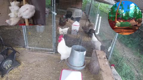 Chicken Live Stream