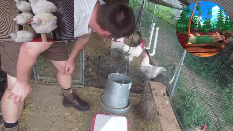 Chicken Live Stream