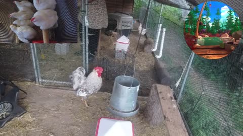 Chicken Live Stream