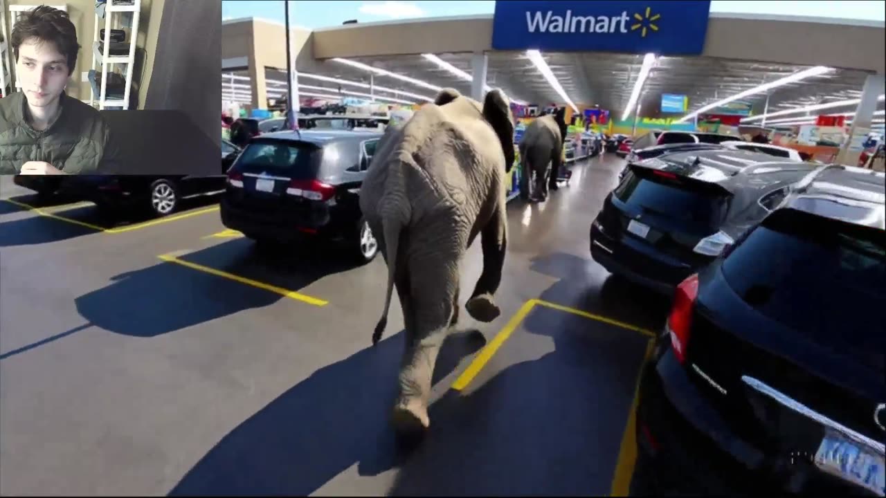Elephants Roam Around A Walmart Supercenter Fake Funny Parody Video With Live Commentary