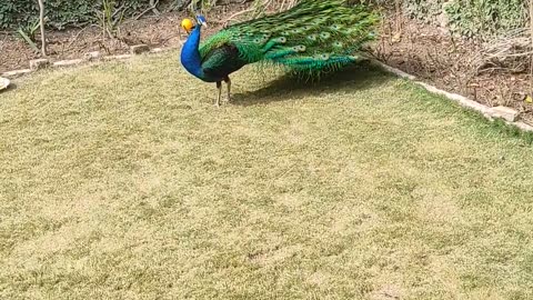 Beautiful peacock 🦚🦚🦚🦚