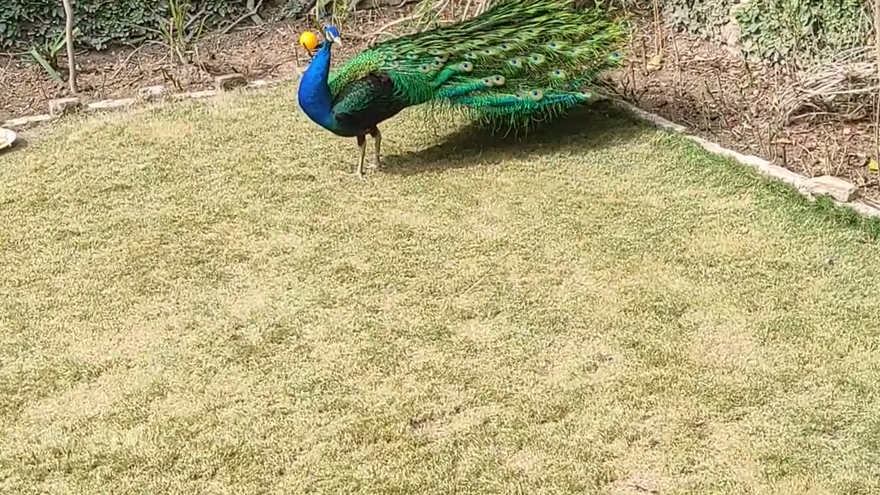 Beautiful peacock 🦚🦚🦚🦚