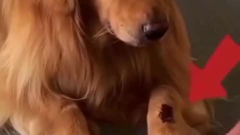 Funniest Animal Moments – You’ll Cry of Laughter! / Cele Mai Haioase Animale Ever! 🐶😂