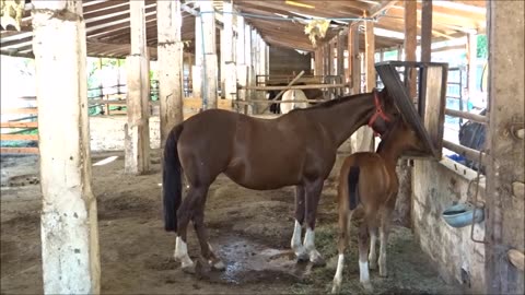 horse