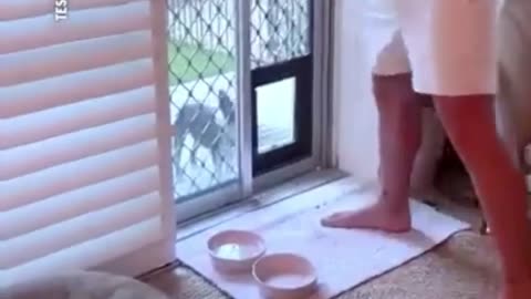 🤣🐕 She Finally Masters the Dog Flap! Well Done! | FunFM