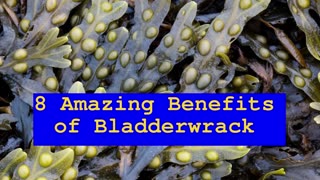 BLADDERWRACK