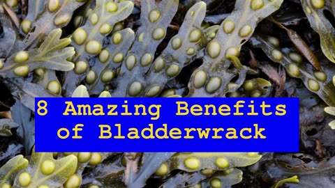 8 AMAZING BENEFITS OF BLADDERWRACK