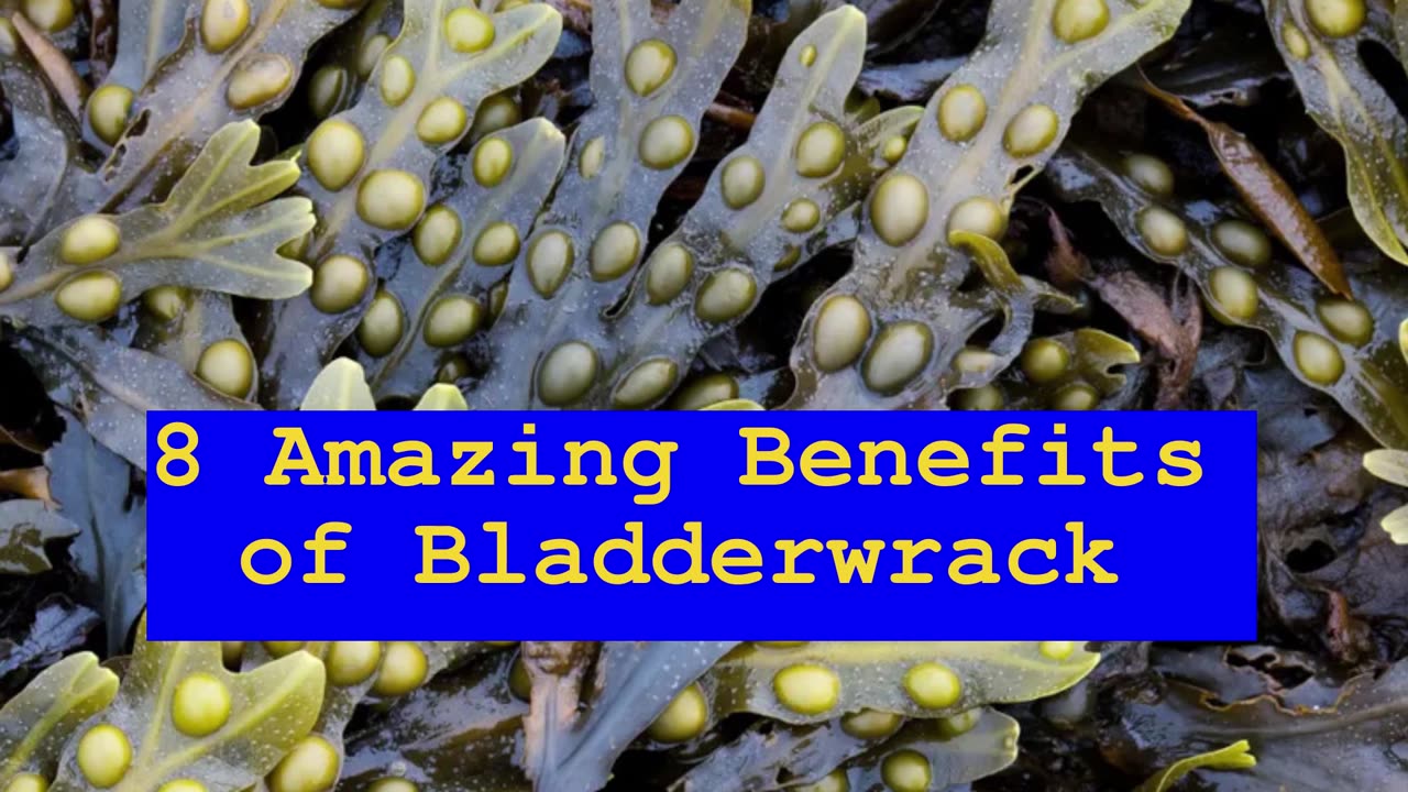 8 AMAZING BENEFITS OF BLADDERWRACK