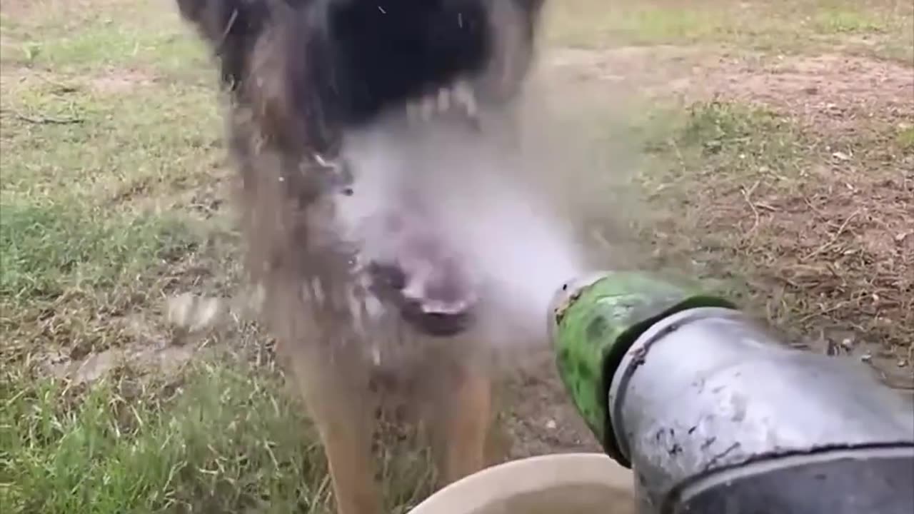 Animals that understand us — Playing with water