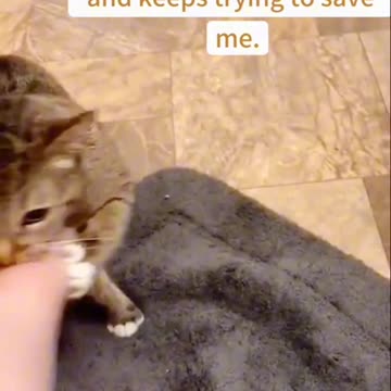 A Cat’s Pure Love for Its Owner