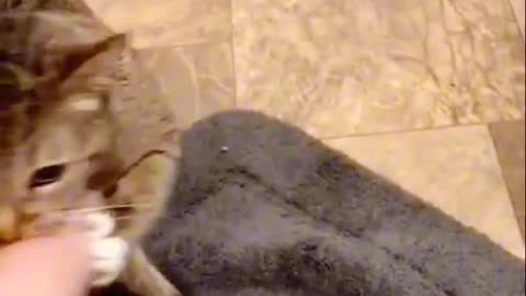A Cat’s Pure Love for Its Owner