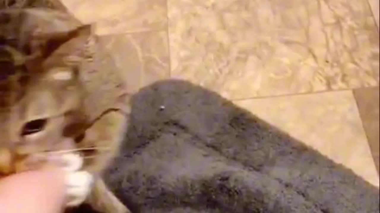 A Cat’s Pure Love for Its Owner