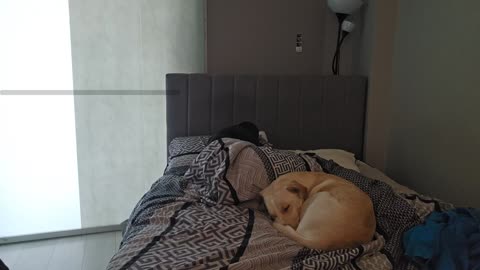💤😴 RUMBLE PREMIUM SLEEP STREAM 😴 💤 ~ ⏰ $2 MEDIA TO TRY AND WAKE ME UP ⏰