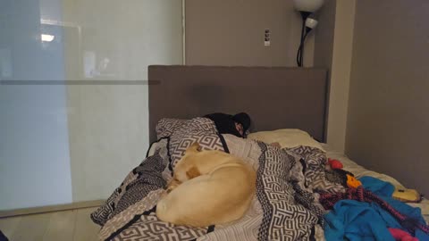 💤😴 RUMBLE PREMIUM SLEEP STREAM 😴 💤 ~ ⏰ $2 MEDIA TO TRY AND WAKE ME UP ⏰