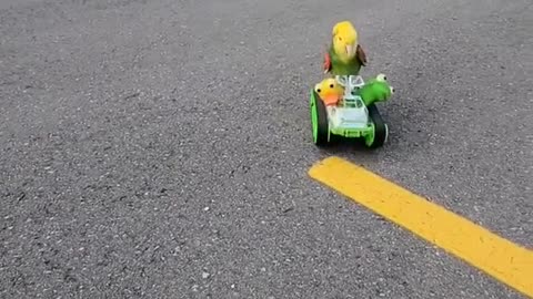 parrot driving a tiny car! 😂🚗🦜
