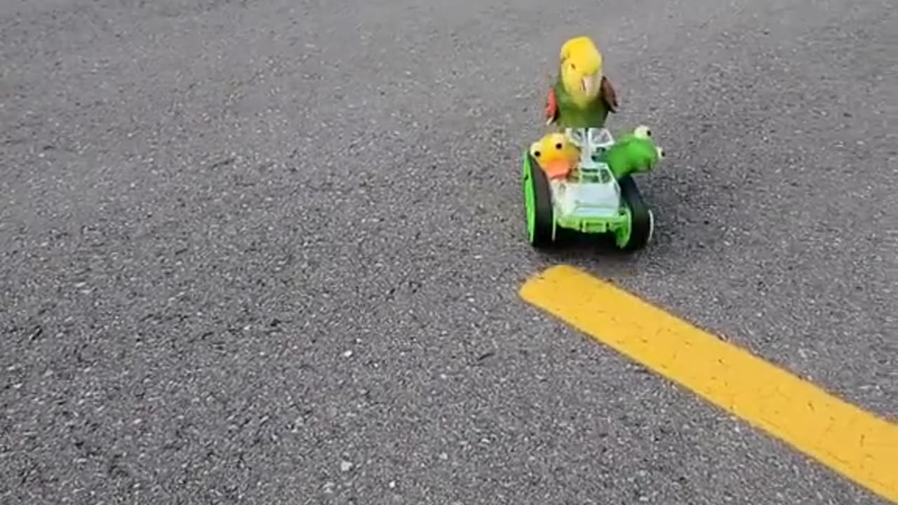 parrot driving a tiny car! 😂🚗🦜