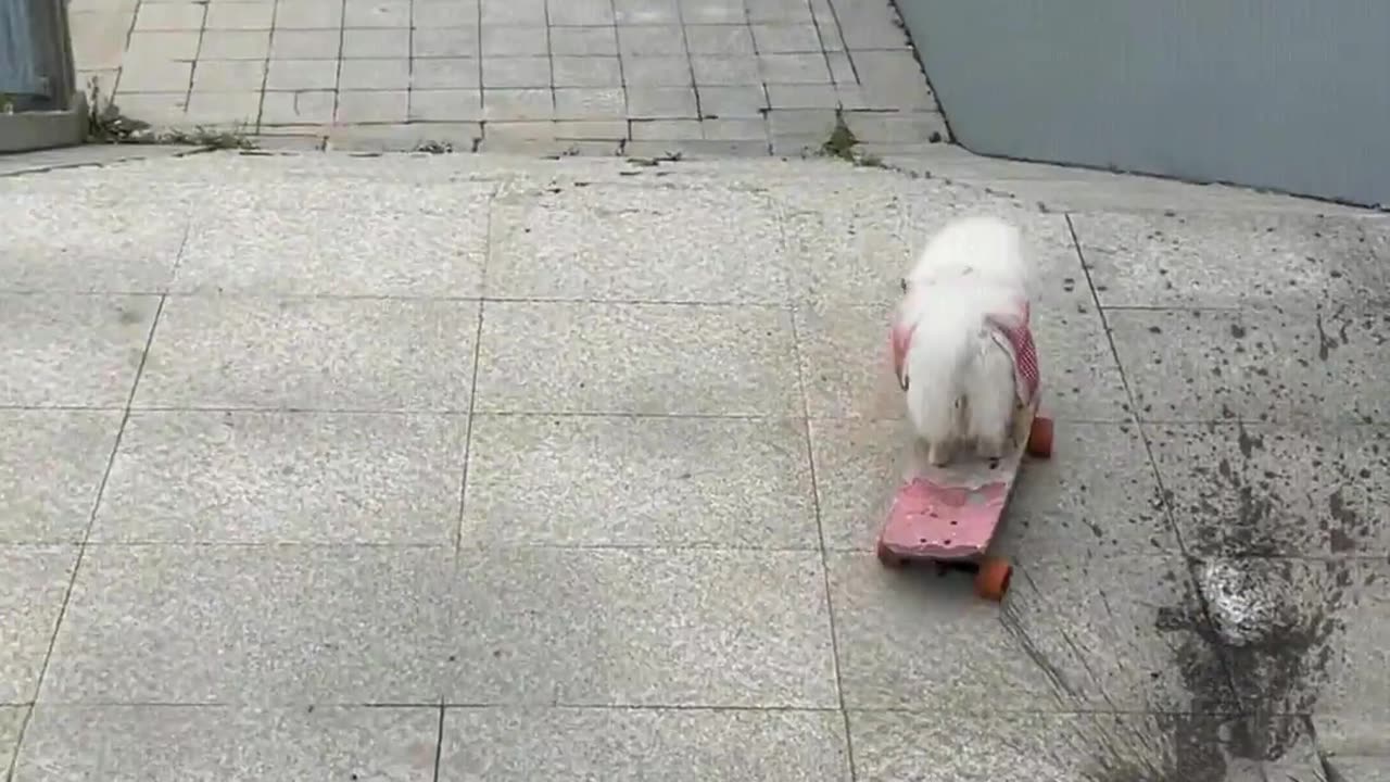 What do you think of a dog's skateboarding skills？