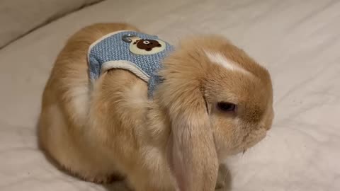 Bunny Jumps Into Basket – Too Cute! 🧺