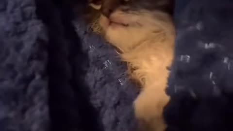 Rescuing 6 Kittens