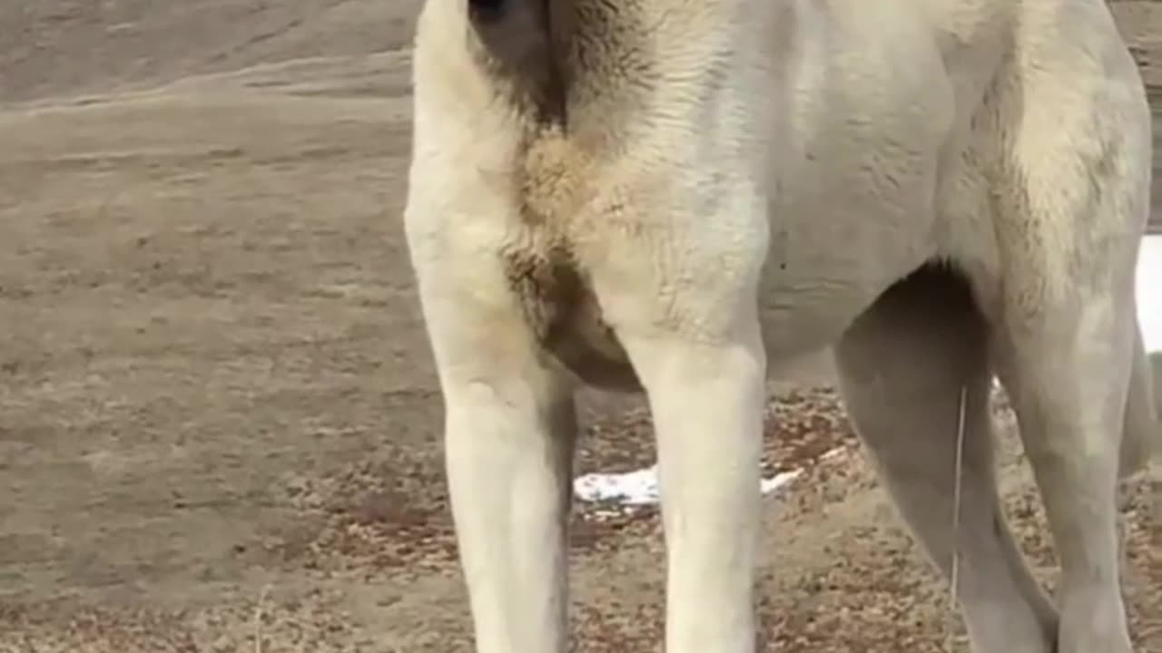 Choose a Kangal Dog as your protector. 🐺💪