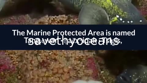 Celebrating Tang. É¢wan Â· á¸¤aÄxÊ·iqak Â· TsigÌ±i Canada's Newest Marine Protected Area