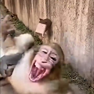This Monkey Just Can't Sit still.. It Always Has A Brand-New Chaos Plan 🐵🤣🤣
