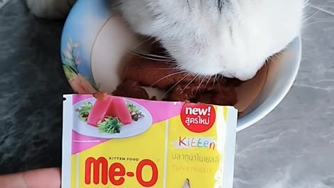 Cat cute white full