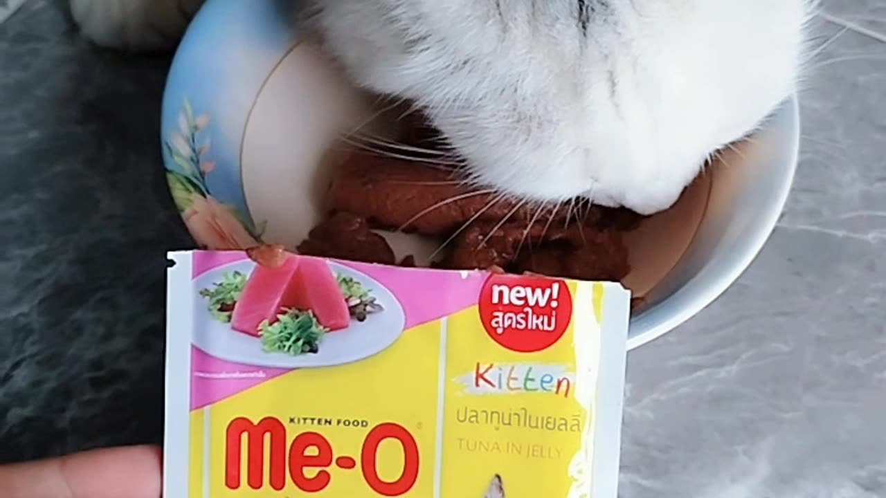 Cat cute white full