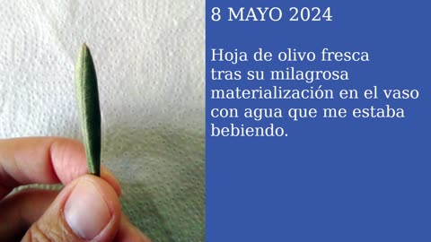 Una Hoja de Olivo Fresca Milagrosa