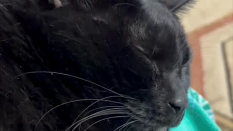 Cute Precious Piper is a Sleeping Beauty - My Adopted Shelter Cat Vlog #shorts