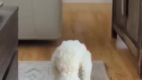 Toys Vs Dogs Showdown 🤣🤣