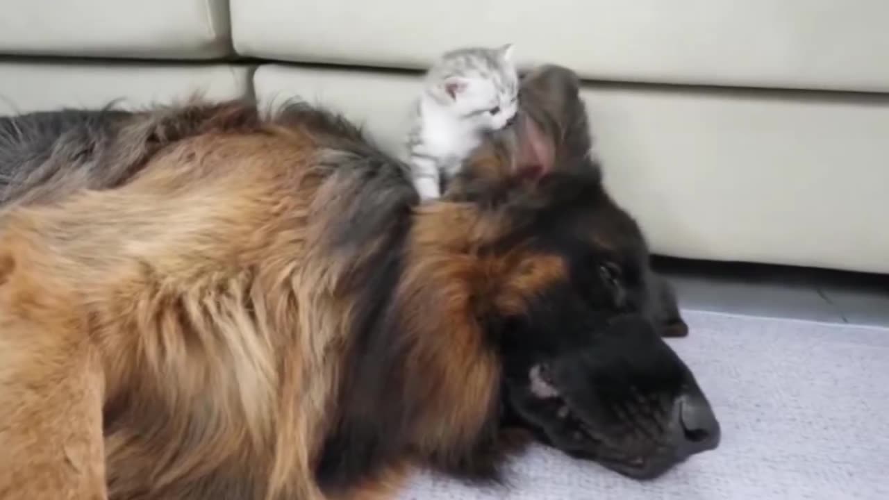 Dog and a kitten.. 😊