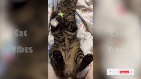 New Funny Cat videos 😂🤣 Funniest Cats Videos of 2025 😻