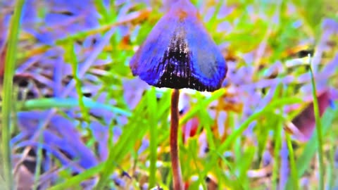 Magic Mushrooms Psilocybe semilanceata