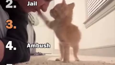 Ranking Best Dramatic Kitten Moments