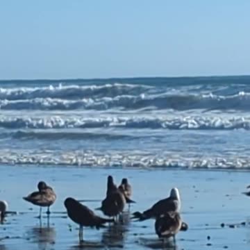 Sea Birds and Blue Sky