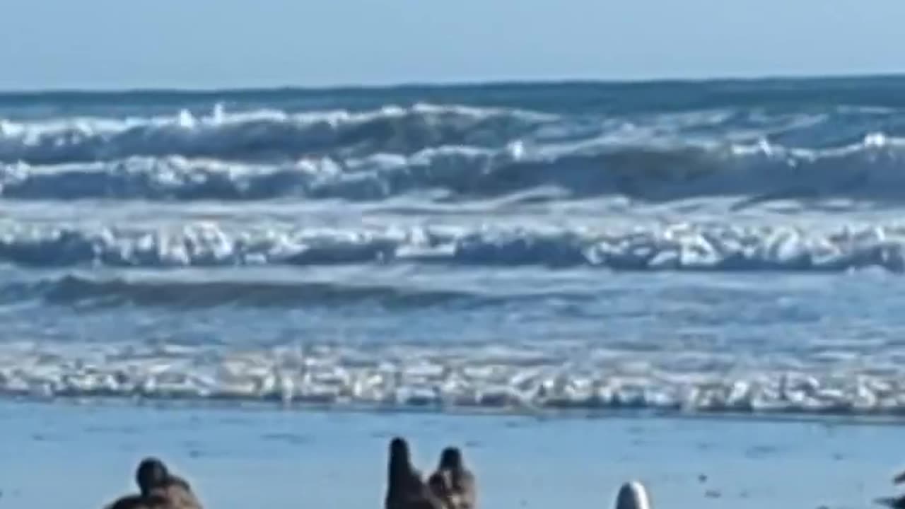 Sea Birds and Blue Sky