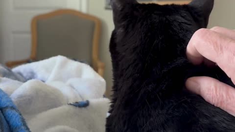 Cute Precious Piper Helps Me Relax When I Pet Her - My Adopted Shelter Cat Vlog